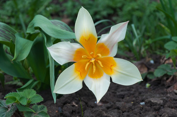 Tulipa tarda
