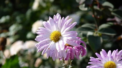 Fototapeta premium autumn flowers in the garden