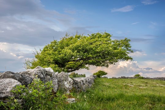 Windshed tree with stone walls, Burren, County Clare, Republic of Ireland