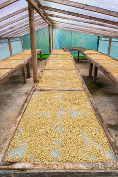 Coffee beans left to dry, Roca Bem Posta, Sao Tome and Principe