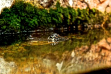 crocodile in water