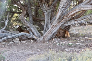 Wild elk at Grand Canyon