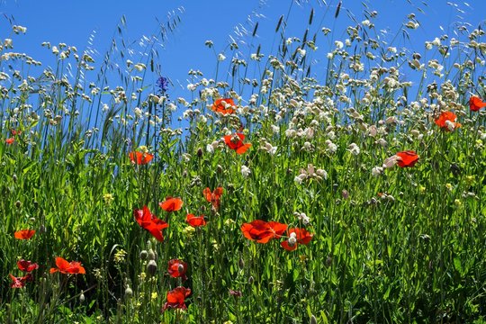 Flower meadow with Corn poppy (Papaver rhoeas) and colorful meadow plants, Barranco de la Mina, at Las Lagunetas, Gran Canaria, Canary Islands, Spain, Europe