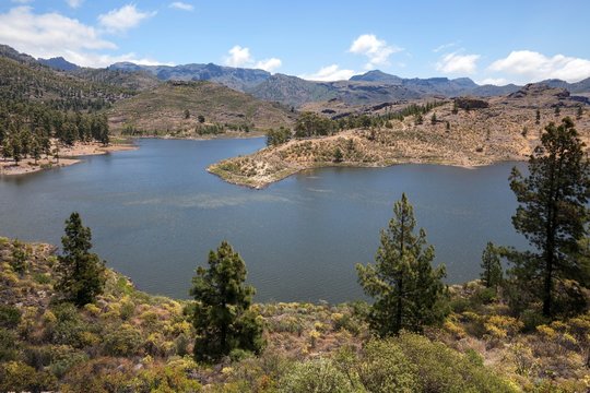 Reserva Presa de las Ninas, Canary Island pines (Pinus canariensis), Gran Canaria, Canary Islands, Spain, Europe