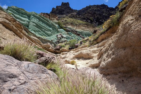 Turquoise colored rock layer Los Azulejos De Veneguera, volcanic rock steeped in sodium iron silicate, at Mogan, Lamprey grass (Pennisetum alopecuroides), Gran Canaria, Canary Islands, Spain, Europe