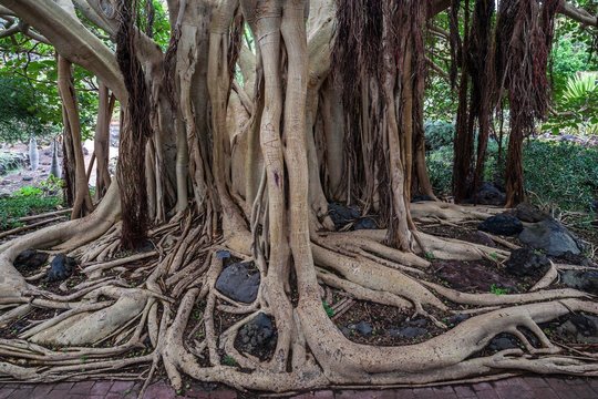 Roots, Ficus socotrana (Ficus socotrana), botanical garden, Jardin Botanico Canario Viera y Clavijo, Tafira, Gran Canaria, Canary Islands, Spain, Europe