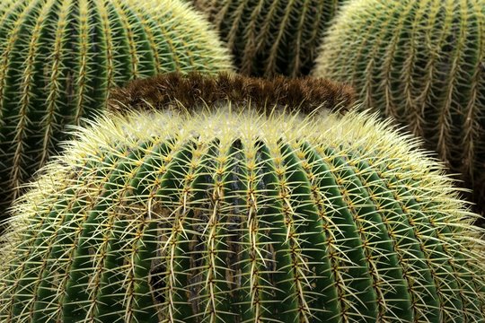 Golden barrel cacti (Echinocactus grusonii), Jardin Botanico Canario Viera y Clavijo, Tafira, Gran Canaria, Canary Islands, Spain, Europe