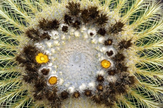 Golden barrel cactus (Echinocactus grusonii) with yellow flowers from above, Jardin Botanico Canario Viera y Clavijo, Tafira, Gran Canaria, Canary Islands, Spain, Europe