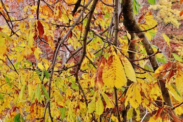 Herbstliche Kastanie
