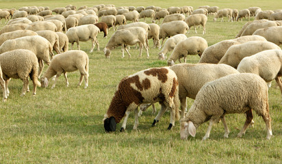 sheep 2806