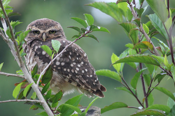 Owl