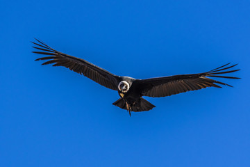 Large Condor in the morning sun