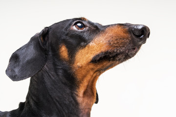 Close-up portrait of a dog dachshund on a gray background