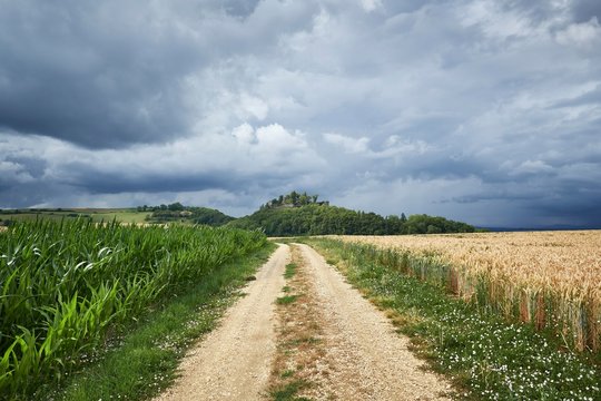 Agricultural way leads through grain fields, on the horizon the Magdeberg, district of Konstanz, Baden-Wurttemberg, Germany, Europe