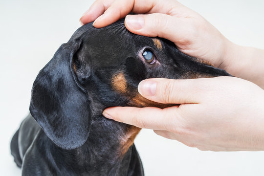 Veterinarian examine on the eyes of a dog dachshund. Cataract eyes of dog. Medical and Health care of pet concept.