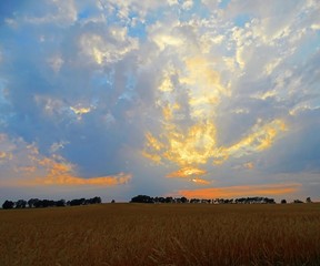 Fototapeta premium Spectacular colourful sunset over a barley field with deciduous forest in the background