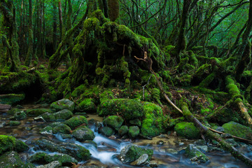 YAKUSHIMA　白谷雲水峡
