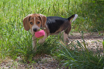 Beagle puppy female