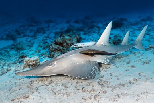 Common guitarfish (Rhynchobatus djiddensis), Remora, Live sharksucker (Echeneis naucrates), Great Barrier Reef, Pacific, Australia, Oceania
