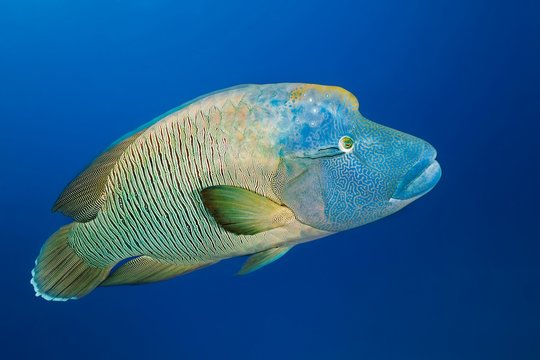 Adult Humphead Wrasse (Cheilinus undulatus), Great Barrier Reef, Pacific, Australia, Oceania