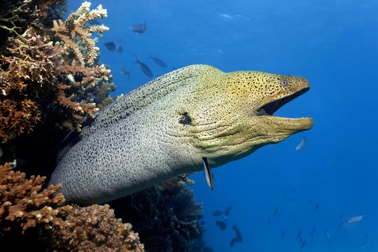 Giant Moray moray (Gymnothorax javanicus) with open mouth protrudes from hole in coral reef, Great Barrier Reef, Pacific, Australia, Oceania