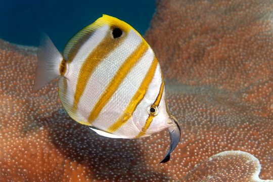 Sixspine butterflyfish (Parachaetodon ocellatus) with Bluestreak cleaner wrasse (Labroides dimidiatus), Great Barrier Reef, Pacific, Australia, Oceania