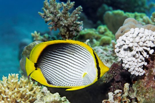 Blackback Butterflyfish (Chaetodon melannotus) floats over coral reef, Great Barrier Reef, Pacific, Australia, Oceania