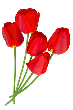 Red tulip on white