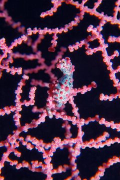 Pygmy seahorse (Hippocampus bargibanti), size 15mm, Selayar Island, South Sulawesi, Flores Sea, Pacific, Indonesia, Asia