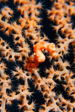 Denise's pygmy seahorse (Hippocampus denise), size 10mm, in gorgonian fans with closed polyps, Selayar, South Sulawesi, Flores Sea, Pacific, Indonesia, Asia