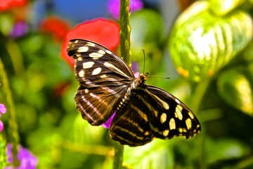 butterfly on flower