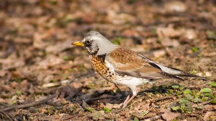Fieldfare turdus pilaris close-up portrait in dry grass, selective focus, shallow DOF