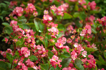 Obraz premium Begonias, rose flowers, Flower bed in the public garden