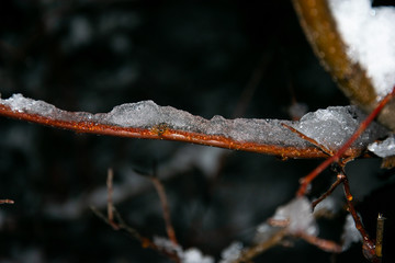 Branches of trees covered with snow and ice at the beginning of winter