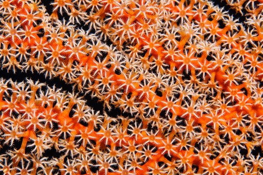 Coral fan, Gorgonian (Gorgonacea), detail with open coral polyps, Selayar South Sulawesi, Pacific, Indonesia, Asia