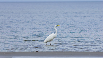 Great white heron or Great egret, Ardea alba, close-up portrait at sea shore with bokeh background, selective focus, shallow DOF
