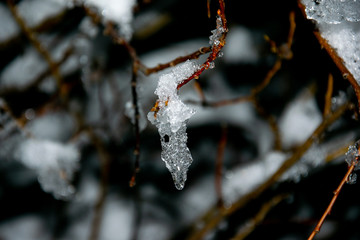 Branches of trees covered with snow and ice at the beginning of winter