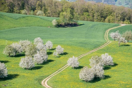 Blossoming cherry trees (Prunus avium) in meadow, Fricktaler Chriesiwag, cherry trail, Fricktal, Canton of Aargau, Switzerland, Europe