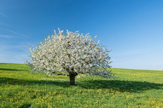 Blossoming cherry tree (Prunus avium) in meadow, Fricktaler Chriesiwag, cherry trail, Fricktal, Canton of Aargau, Switzerland, Europe