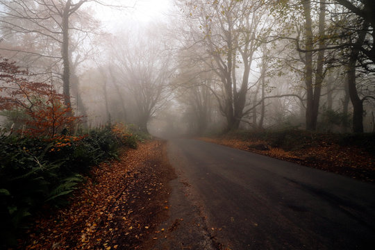 Road and trees in a mist