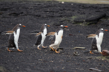 Naklejka premium Flock of gentoo penguins run over black sand beach on Saunders Island