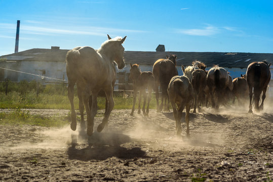 horses on a farm in summer