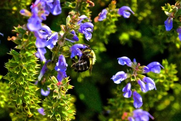 bee on flower