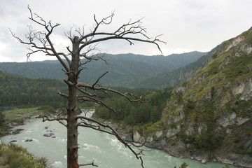 tree in mountains