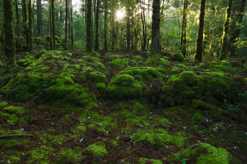 Obraz premium YAKUSHIMA コケ