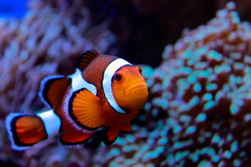 Obraz na płótnie Canvas Amphiprion Ocellaris Clown fish 