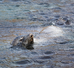 Fototapeta premium Fur seal pokes his nose in the air t