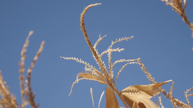 Organic corn dried plant tassel in the field 4K footage