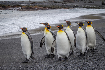 Fototapeta premium Small flock of emperor penguins walking on beach.