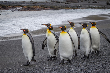 Small flock of emperor penguins walking on beach.